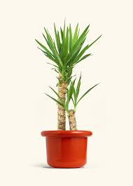 Image result for Yucca gigantea