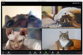 Every Type Of Zoom Call Participant Illustrated By Cats In 2020 Cats Zoom Call Cute Kids