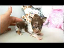 She is available for deposit along with 3. Merle Chihuahua Puppies For Sale 07 2021