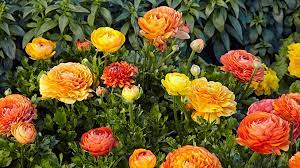 Lotus are aquatic plants, so the soil should always have at least 2 to 4 inches (5.1 to 10.2 cm) of water above it. How To Grow Ranunculus Garden Gate