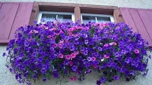 Ecco le tre varietà di fiori da balcone pendenti dall'effetto a cascata più facili da coltivare, che renderanno il tuo terrazzo un piccolo giardino dell'eden. Piante Pendenti Idee Green