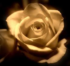 Maybe you would like to learn more about one of these? Gloria Bisson Obituary Dallas Tx