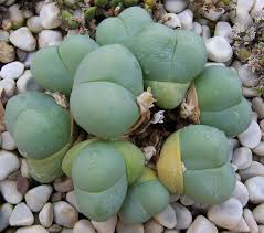 What's more surprising is that they can easily thrive in rough and dry climates even if you forget to water them for a day or even a. Gibbaeum Wikipedia