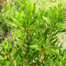 Image result for Acacia longifolia