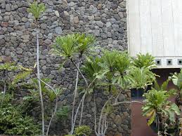 Image result for Ficus pygmaea