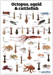 Pin By Krnicolais On Search For The Gryphon Octopus