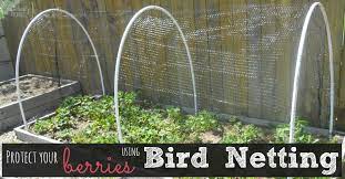 An issue with bird netting can occur if it is not installed properly. How To Make Diy Bird Netting To Protect Berry Bushes Fabulessly Frugal