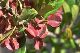 Image result for Combretum kraussii