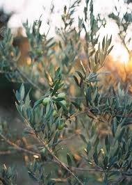 Moment S Olive Tree Nature Provence