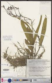 Image result for Polystachya odorata