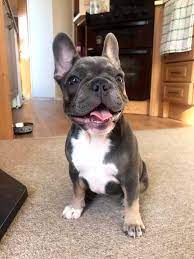 sahibine bagli kopek kopek bulldog yavru kopek