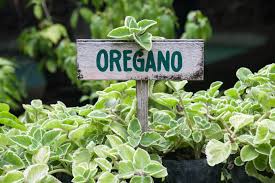 Growing oregano doesn't need a thick much. Growing Oregano Care Tips More Kellogg Garden Organics