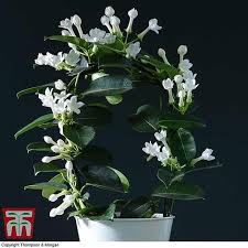Image result for Streptocarpus montis-bingae