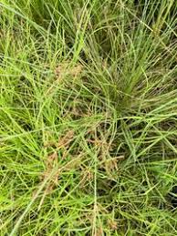 Image result for Vahlia dichotoma