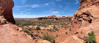 Image result for desert shrubs
