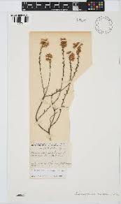 Image result for Eriocephalus microphyllus