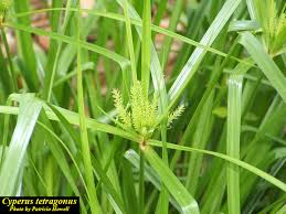 Image result for Cyperus tenax