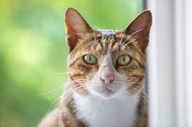 Mar 11, 2020 · coronavirus cruise outbreaks 2020. Arabian Mau Cat Breed Info Pictures Temperament Traits Excited Cats