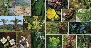 Image result for Dissotis pulchra