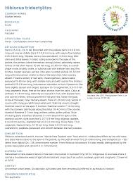 Image result for Hibiscus tridactylites