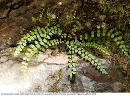 Image result for Trichomanes