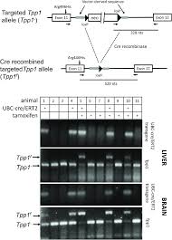 Ert2 2 7 19 διακαναλική συνέντευξη τύπου. Cre Recombination In Tpp1 Transgenic Mice Containing Tg Ubc Cre Ert2 Download Scientific Diagram