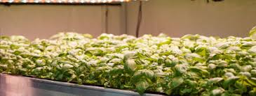 Check spelling or type a new query. Grow Led Lights Comparison Playgrowned Gardening Webshop