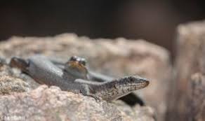 Image result for Steganotaenia hockii