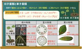 中学受験理科講座 植物のつくりとはたらき 2 根 茎 葉