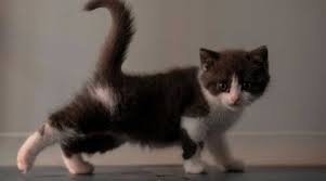 Bagi anda yang mungkin belum tahu segala sesuatu tentang kucing persia, kami akan sedikit membahas tentang kepribadian dan karakteristiknya. Kumpulan Berita Terkini Kucing Lucu