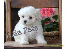 Most breeds have their own characteristic traits and specific needs which need to be considered. Tea Cup Maltese Puppy Sale In Patna Price