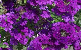 Plantation de la verveine de buenos aires. Verveine Du Jardin Verbena Varietes Et Entretien Truffaut