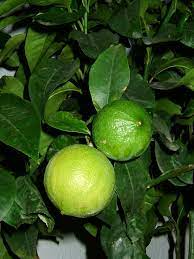 Als bergamotte (citrus × limon, syn.: Bergamotte Zitrusfruchte Wikipedia