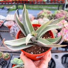 Image result for Crassula alba