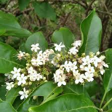 Image result for Volkameria glabra