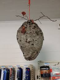 Ammo purchasers are responsible for use and compliance with all federal, state and local laws. Pin On Nature Insects