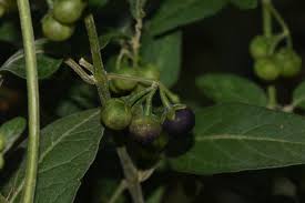 Image result for Solanum chenopodioides