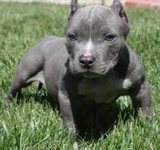 Pit bulls and pit bull puppies for adoption are not in any way inferior to or different from those for sale. Two Affectionate And Cute Pitbull Puppies For Adoption Tampa Fl Pitbull Puppies Cute Pitbull Puppies Bully Breeds Dogs