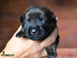 Blue ridge goldendoodle puppies points out that the breed is considered a hybrid, and as such, most major kennel clubs including akc do not register them. Belgian Malinois And Dutch Shepherd Puppies Dogs Extremus Belgian And Dutch Shepherd Dogs