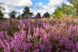 In diesem jahr wird die besenheide aktuellen einschätzungen der experten zufolge früher blühen. Die Heide Bluht Fotostrecke Wetteronline
