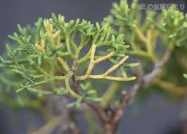真柏 シンパク の剪定 キミのミニ盆栽びより