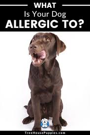How To Figure Out What Your Dog Is Allergic To Thp In 2020 Dog Allergies Dogs Dog Ate Chocolate