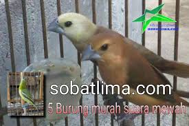Masteran ampuh,suara burung flamboyan gacor langsung nyaut. 5 Burung Murah Bersuara Bagus Dan Mewah Sobat Lima