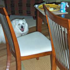 Dogs Turkey Bones My Dog Ate Chicken Bones And Passed Them Just Fine Some Dogs Eat Chicken Or Turkey Bones Dog Ate Chicken Bones Turkey Dogs Chicken Bones