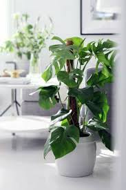 Fensterblatt Oder Monstera Deliciosa Perfekte Badpflanze Ohne Grunen Daumer Pflegeleicht Schone Grune Indoor Pflanzen Dekor Pflanzen Zimmerpflanzen Ideen