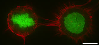 All living organisms are composed of cells, from just one (unicellular) to many trillions (multicellular). Cell Cortex Wikipedia