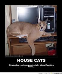 House Cat Cats Funny Animals Funny Cat Memes
