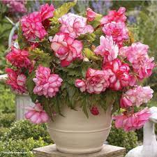 Fridayfavorite Begonia Pink Balcony Longfield Gardens Plants Beautiful Flowers Flower Pots