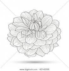 Dahlia Drawings Hand Drawn Flower Dahlia Element For Design Abstract Floral Vector Flowers Hand Drawn Flowers Abstract Floral