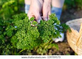 Check spelling or type a new query. Parsley Garden Images Search Images On Everypixel
